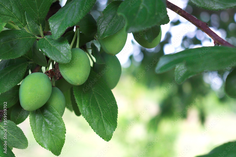 Fototapeta premium Unripe green plums on a branch in the garden on a sunny day. Gardening concept. Plants without GMOs. Vegetarian food. Restorative agriculture.