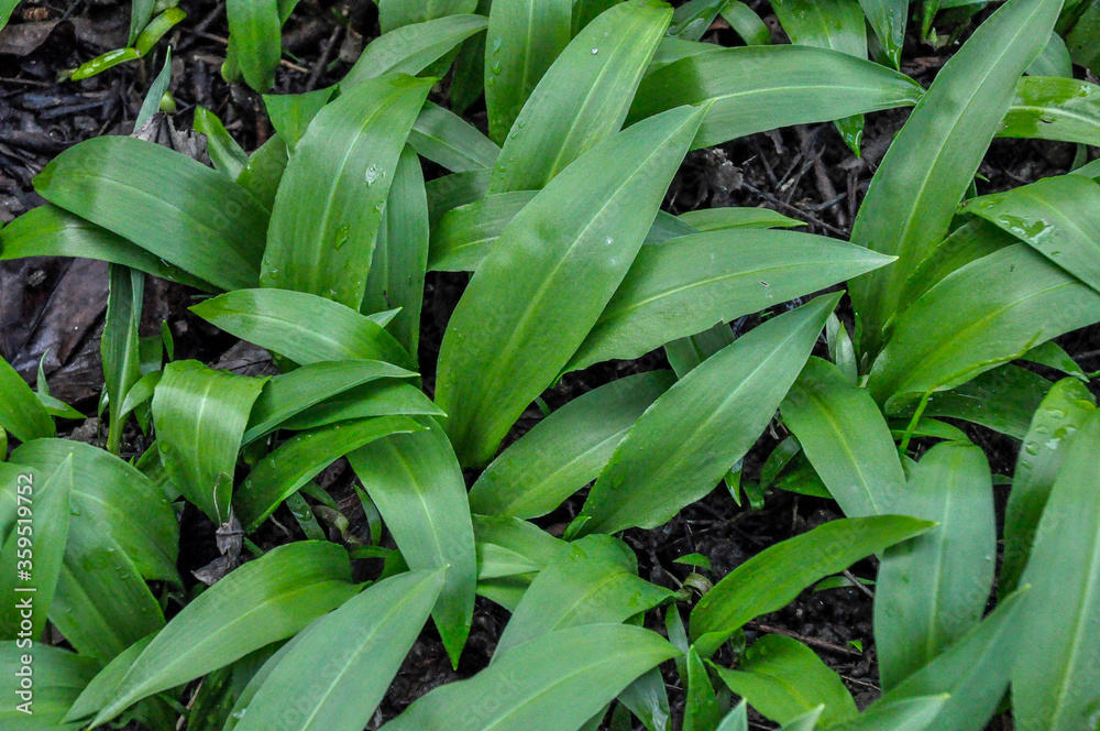 Bärlauchblätter wachsen im Garten Bärlauchblätter wachsen im Garten