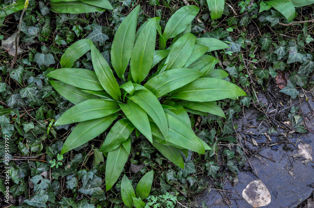Bärlauchblätter wachsen im Garten Bärlauchblätter wachsen im Garten