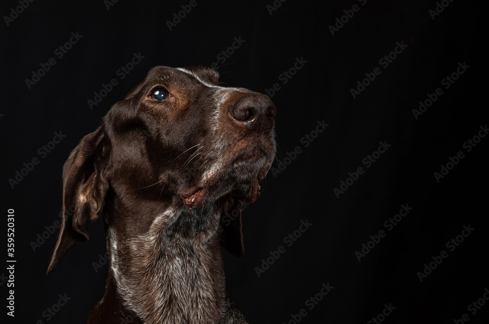 Portrait of a dog .