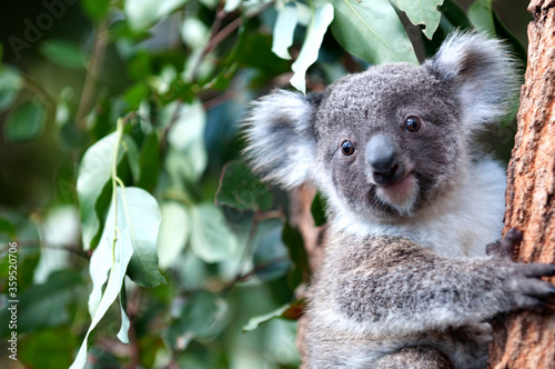 Fototapeta Naklejka Na Ścianę i Meble -  Koala in Australien