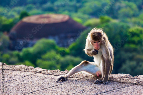 macaque after sex