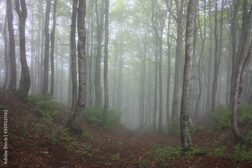 Obraz premium forest of beech trees surrounded by vegetation and dense mountain fog