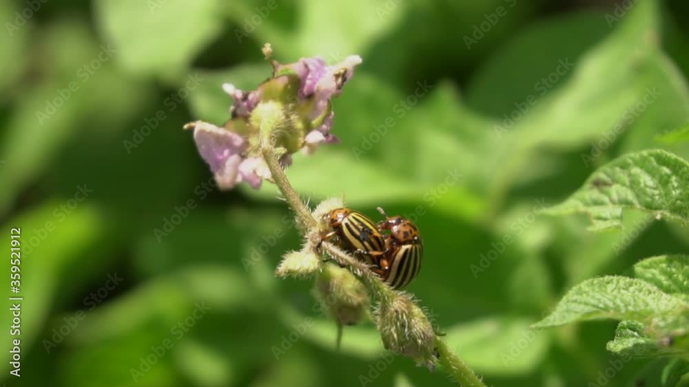potato beetles on a potato flower potato beetles on a potato flower