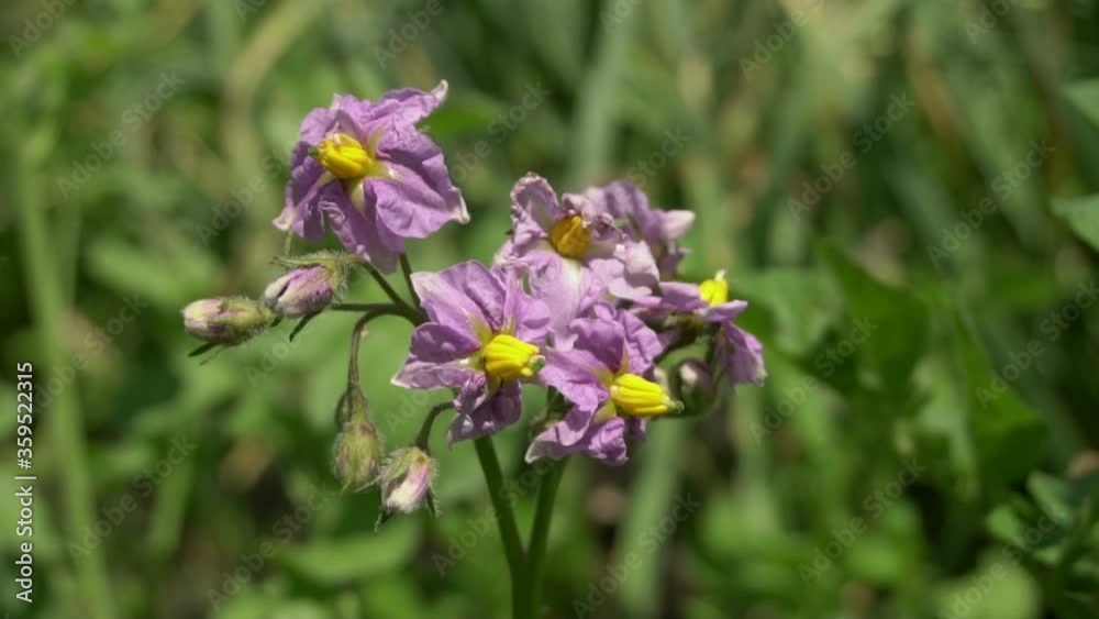 Potato Purple Flowers In A Potato Field Potato Purple Flowers In A Potato Field