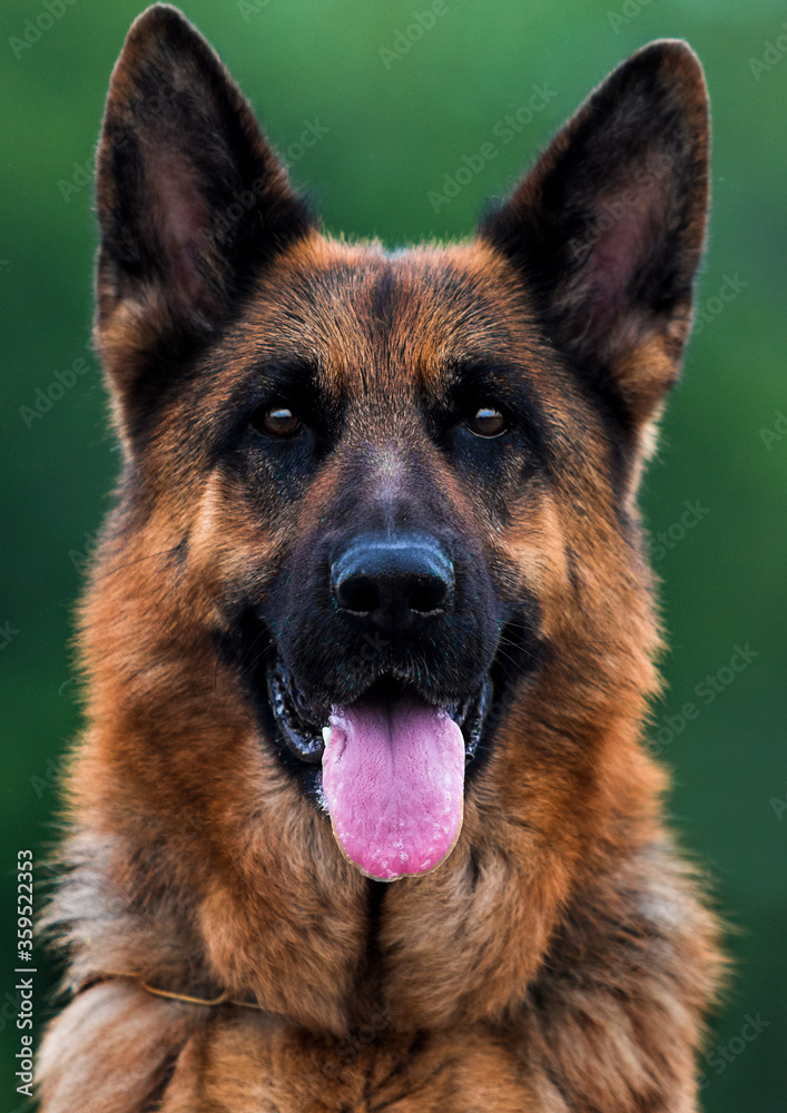 German Shepherd dog face looks