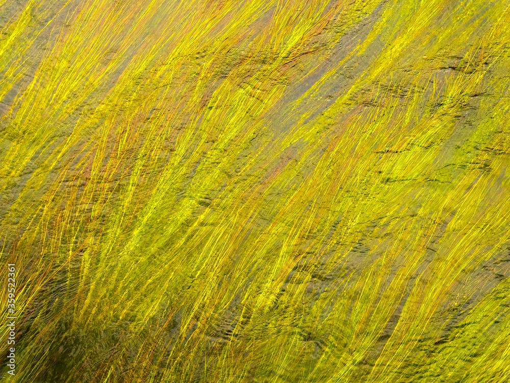 Green algae in river. Long stems in clear water. Natural background. Green algae in river. Long stems in clear water. Natural background.