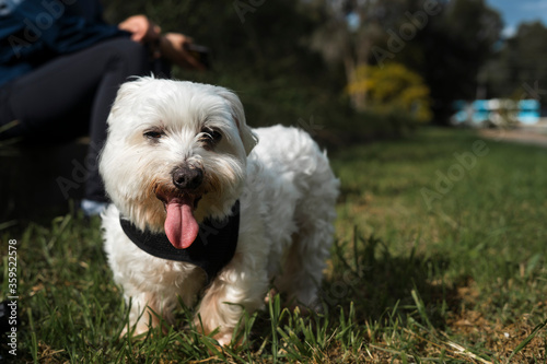Small fluffy white dog with tongue out while enjoying the sun at a park smiling and winking © phillip