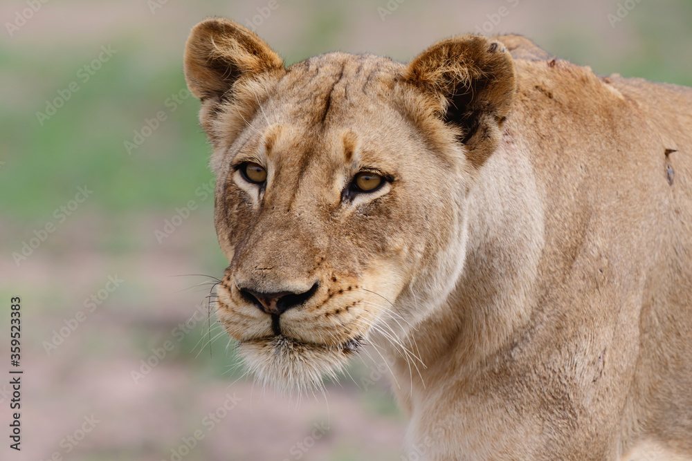 Lion looking for a possibility to attack a female Buffalo in a Game Reserve in the Greater Kruger Region in South Africa Lion looking for a possibility to attack a female Buffalo in a Game Reserve in the Greater Kruger Region in South Africa
