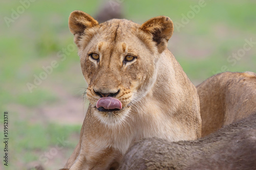 Lion eating a female Buffalo in a Game Reserve in the Greater Kruger Region in South Africa