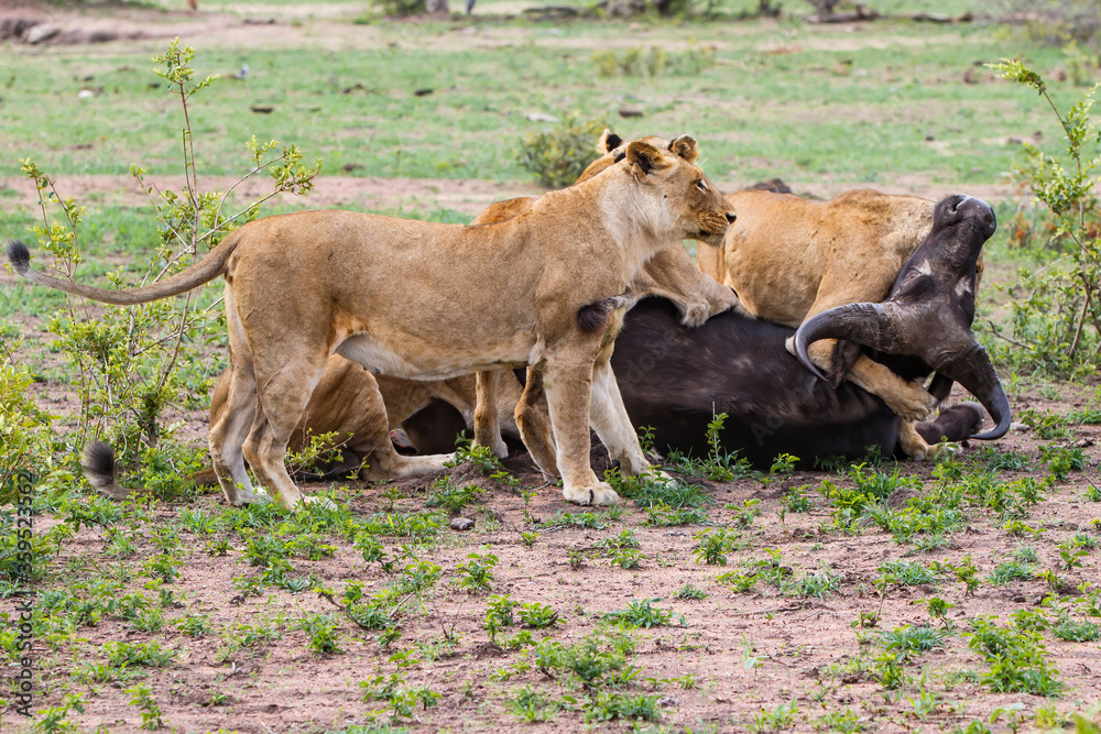 Lions killing a female Buffalo in Sabi Sands Game Reserve in the Greater Kruger Region in South Africa
Lions killing a female Buffalo in Sabi Sands Game Reserve in the Greater Kruger Region in South Africa