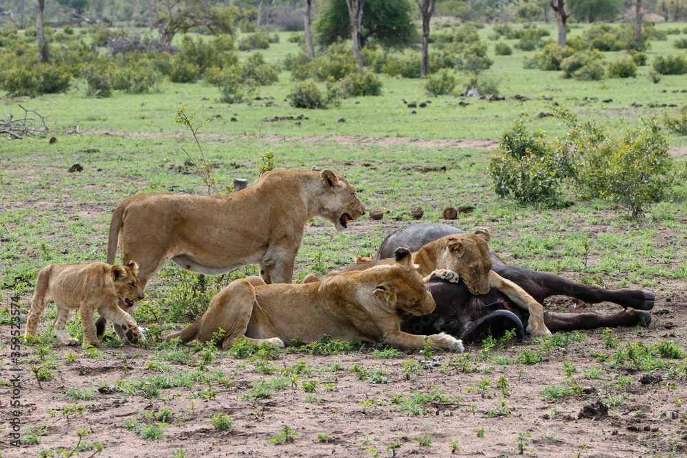 Lions killing a female Buffalo in Sabi Sands Game Reserve in the Greater Kruger Region in South Africa
Lions killing a female Buffalo in Sabi Sands Game Reserve in the Greater Kruger Region in South Africa