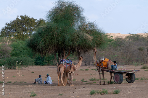 C-0091 Rest Photographed in Jaisalmer Curry Village, India in April 2019.