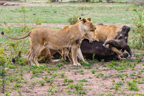Lions killing a female Buffalo in Sabi Sands Game Reserve in the Greater Kruger Region in South Africa
