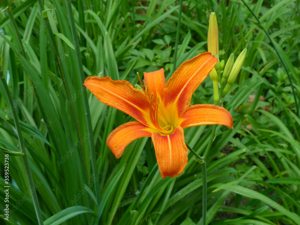 orange lily flower orange lily flower
