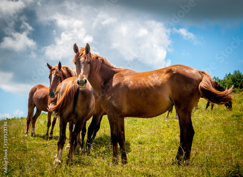 cheval, chevaux, alpage, Savoie, nature, élevage, liberté, santé, protection, respect, bête, pré, troupeau, 