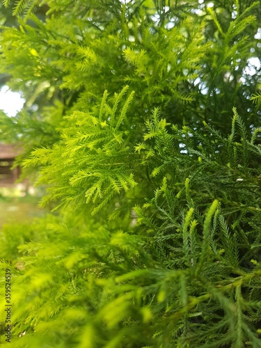 Tree in the garden