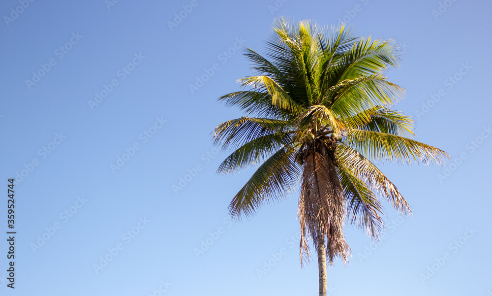 Obraz premium Single palm tree on a blue sky background