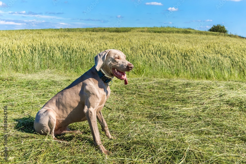 Weimaraner on a freshly mown meadow. Happy dog. Close-up view of a hound. Sunny day. Weimaraner on a freshly mown meadow. Happy dog. Close-up view of a hound. Sunny day.