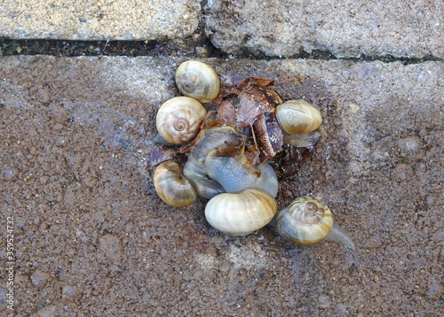 White garden snails congregate to feed on the body of a crushed snail 