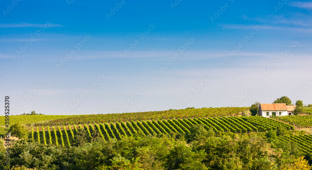 wineyard near Villany in Hungary