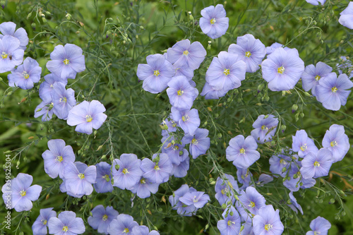 Linum usitatissimum blossoming. Blue summer flowers in garden. Bloom of linum usitatissimum. Fresh lilac flowers. Seasonal gardening. Floral decor. Summer plants. Postcard with linum usitatissimum photo