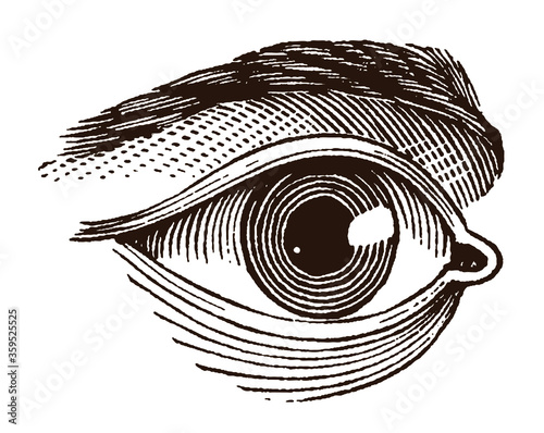 Close-up of a right human eye, after an antique engraving from the 19th century