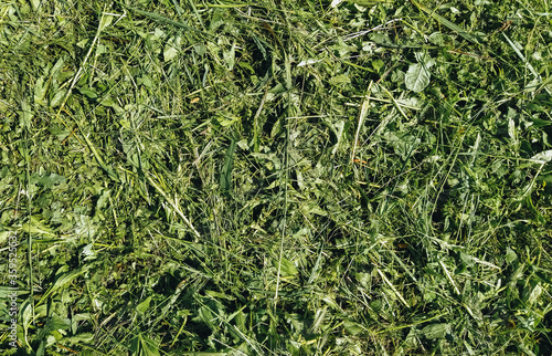 Texture of mowed, dry green grass and hay. Photography, concept.