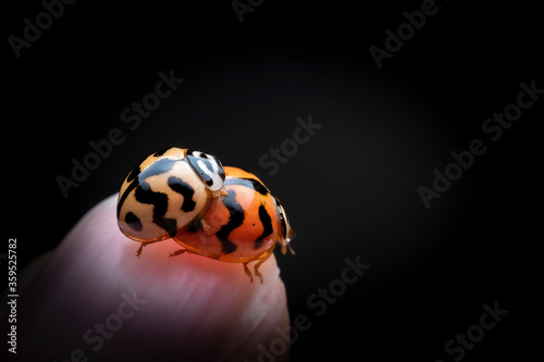 ladybug on black background