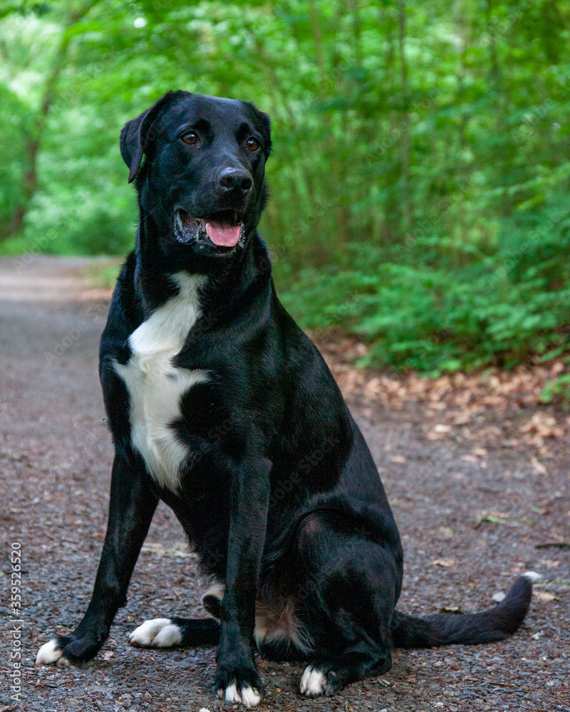 schwarzer Labrador Hund auf Waldweg