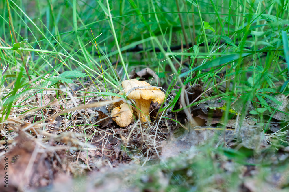 young chanterelle mushrooms in the forest in the foliage young chanterelle mushrooms in the forest in the foliage