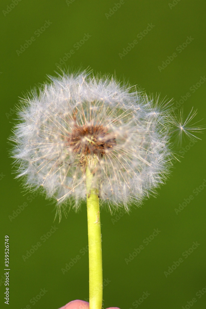 Fototapeta premium Dandelion seeds fly away in the evening sunlight on a fresh green background