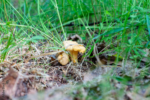 young chanterelle mushrooms in the forest in the foliage