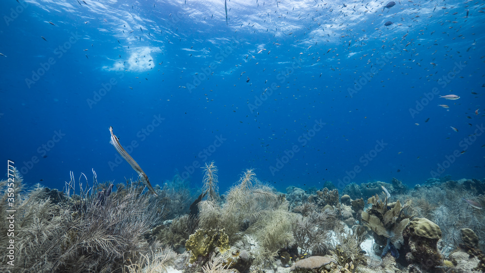 Seascape in turquoise water of coral reef in Caribbean Sea / Curacao with Trumpetfish, coral and sponge