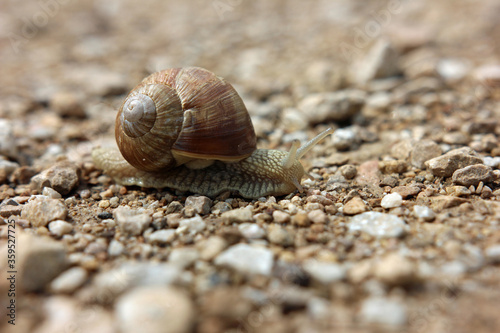 Slug with shell crawling it slimy way close up outside on a stony dry path 