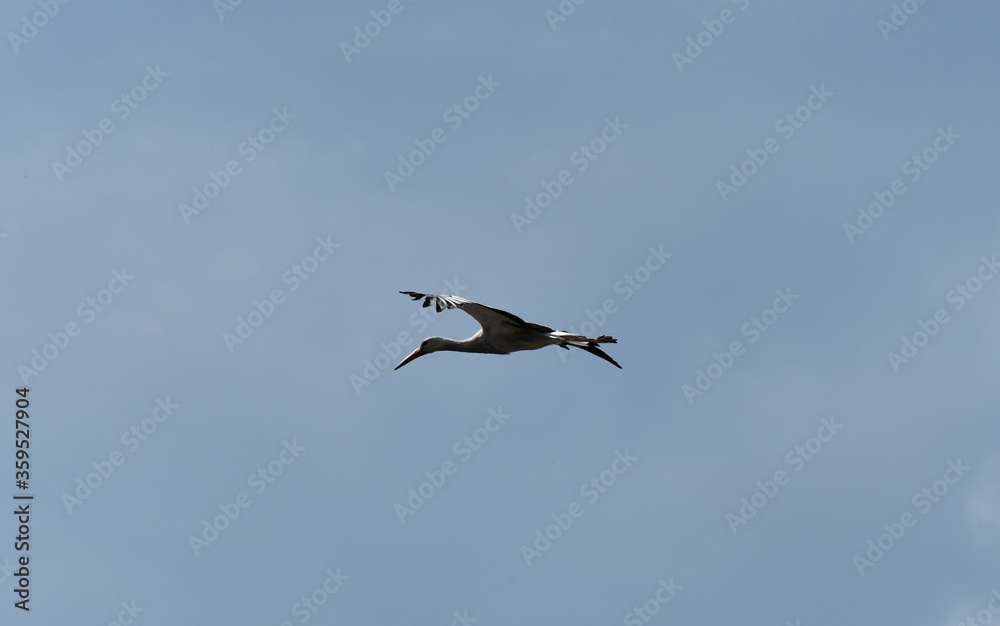 fliegender storch