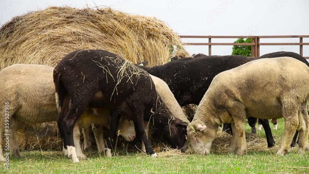 Sheep in a farm of different varieties and ages. 59 94 fps 60 fps Sheep in a farm of different varieties and ages. 59 94 fps 60 fps