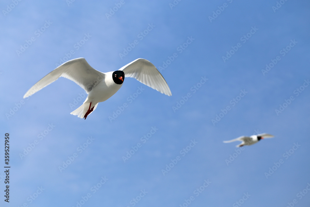 Obraz premium Photo of a white gull in a blue sky