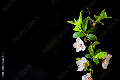 Springtime.Blossoming branch of an apple-tree on a black background.