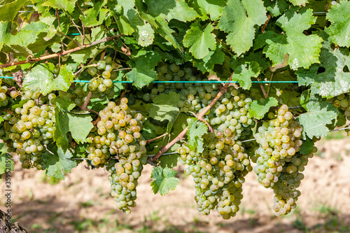 vineyards on the Czech-Austrian border near the village of Hnanice photo