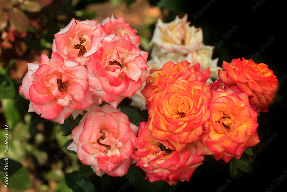 Colorful roses in summer garden Colorful roses in summer garden