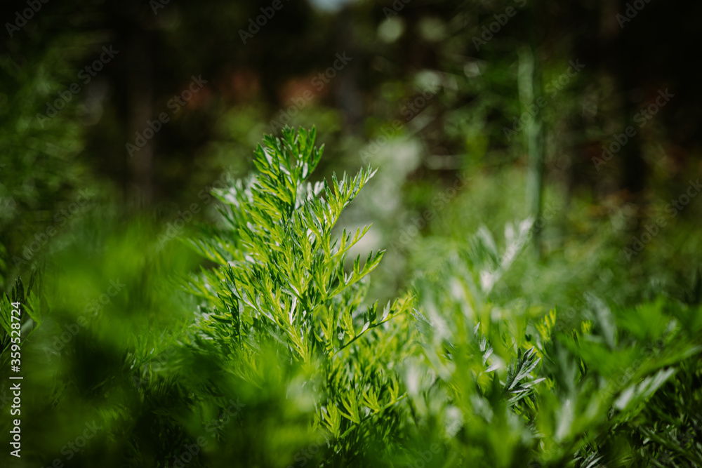 abstract green carrot leafs  on blurred dark background