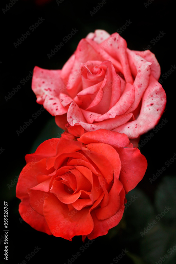 Colorful roses in summer garden Colorful roses in summer garden