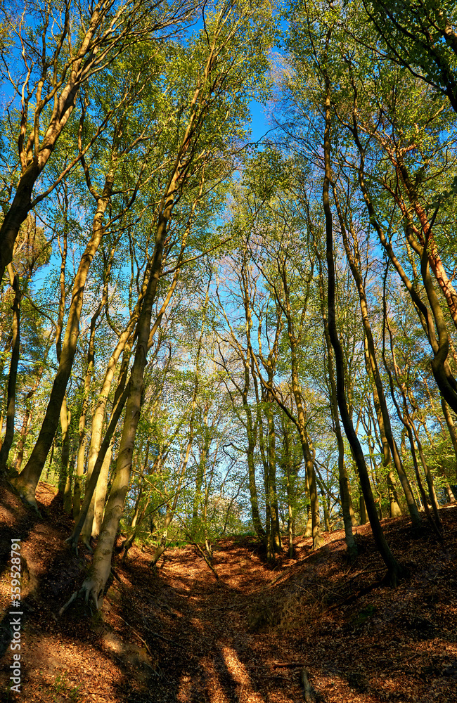Fototapeta premium Light floods the forest with trees that cast shadows on the path.