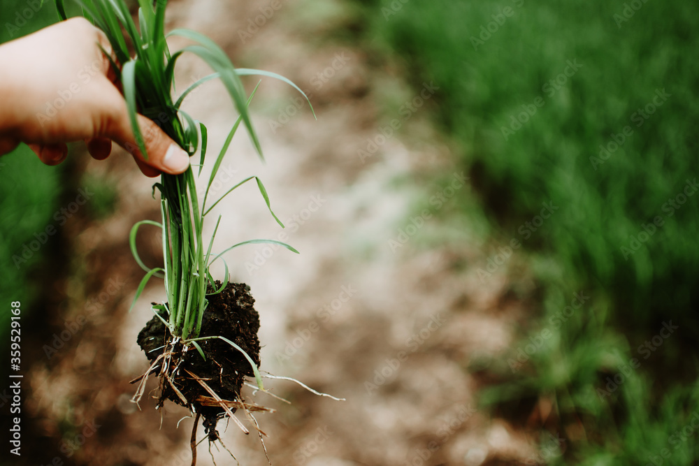 A hand holding a clump of fresh grass above a rice paddy. Farmer hands pulling  grass with root and soil up from ground. Plucking weeds. Stock Photo |  Adobe Stock