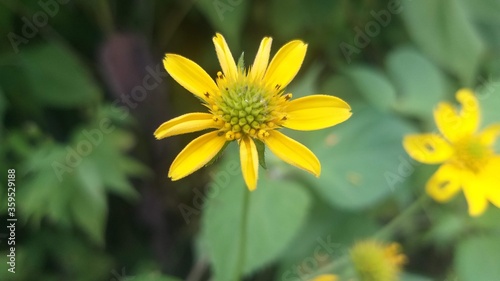 yellow daisy flower