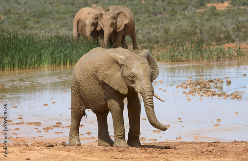 Port Elizabeth  Eastern Cape   South Africa - 01 03 2010  Elephants at a water hole drenched in mud