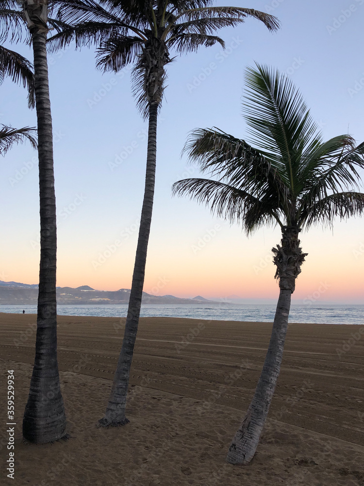 Three palmtrees during sunrise at Las Canteras beach