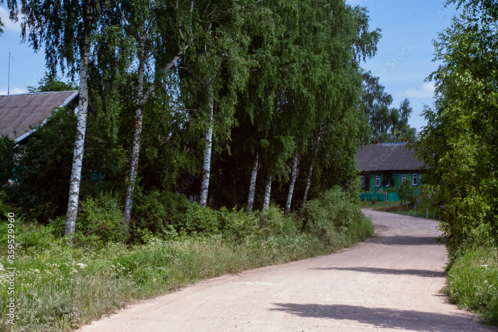 village dirt road in summer. on the side of the birch tree in a row
