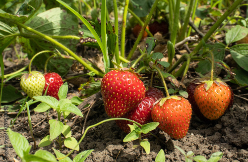 strawberries grow in the village garden